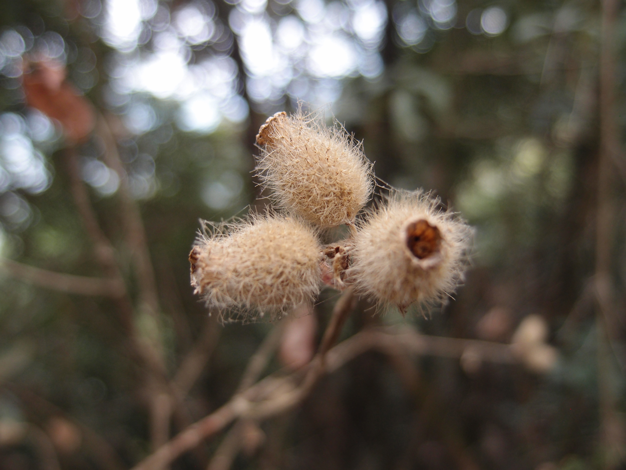 2018-01-16 12 Uhr - Im Shivapuri Nagarjun National Park (Nagi Gumba) (Foto) 